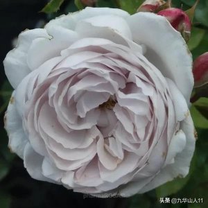 ​丰花月季哪些品种好（常见丰花月季品种一览）