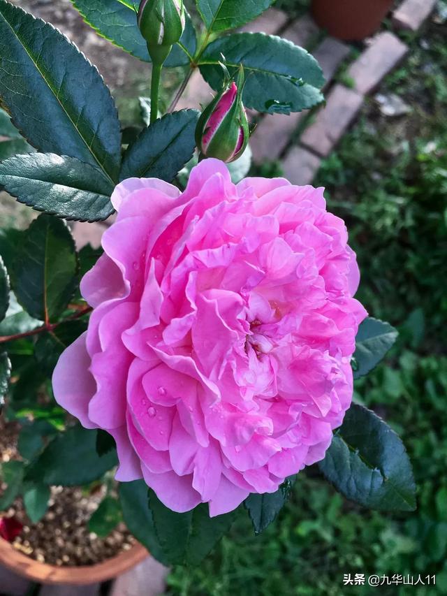 丰花月季哪些品种好（常见丰花月季品种一览）(30)