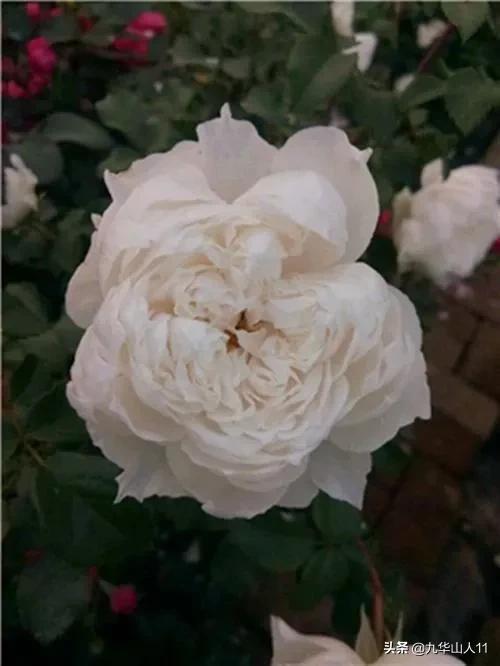 丰花月季哪些品种好（常见丰花月季品种一览）(33)