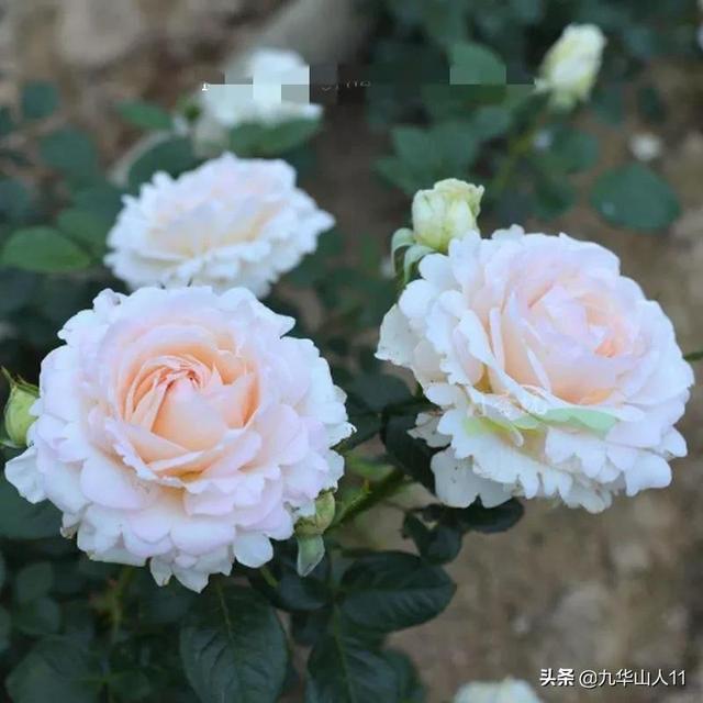 丰花月季哪些品种好（常见丰花月季品种一览）(34)