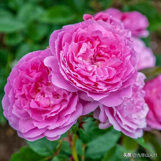 丰花月季哪些品种好（常见丰花月季品种一览）(32)