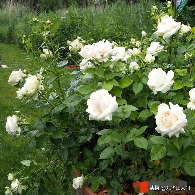 丰花月季哪些品种好（常见丰花月季品种一览）(36)