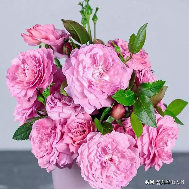 丰花月季哪些品种好（常见丰花月季品种一览）(29)