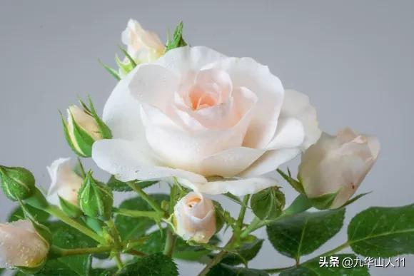 丰花月季哪些品种好（常见丰花月季品种一览）(16)