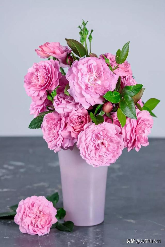 丰花月季哪些品种好（常见丰花月季品种一览）(31)