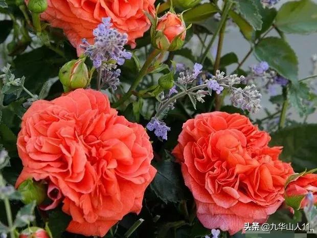 丰花月季哪些品种好（常见丰花月季品种一览）(6)