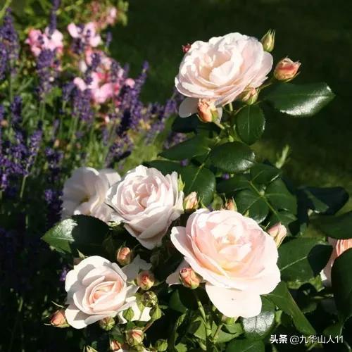 丰花月季哪些品种好（常见丰花月季品种一览）(15)