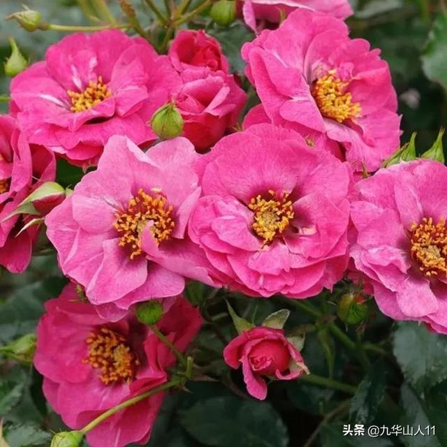 丰花月季哪些品种好（常见丰花月季品种一览）(37)
