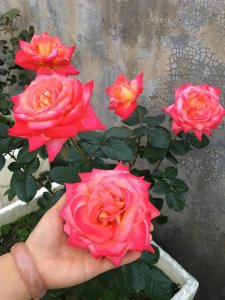 ​彩云月季是冷门又很美的品种（灌木状月季花彩云花期长）