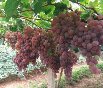 ​关于葡萄，知多少？