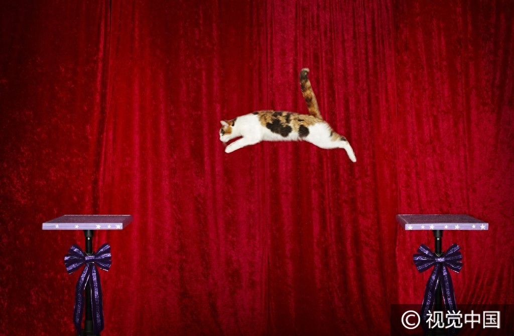 去年的吉尼斯世界纪录大全名单 看看这些奇人异事吧！