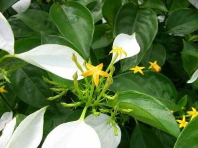 ​农村常见的植物，人称“白纸扇”，野生价值高，用来泡茶作用大