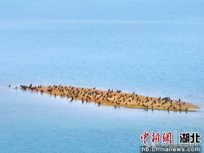 ​国家二级保护动物鸬鹚飞抵漳河越冬