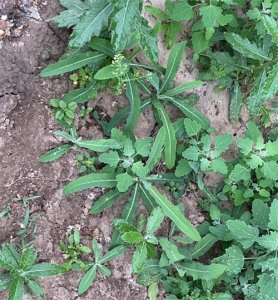 ​苦苦菜的介绍