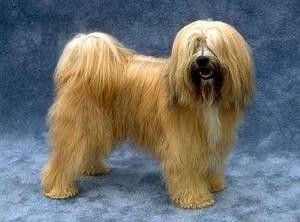 西藏的“幸运使者”西藏梗，生存能力怎么会这么强？