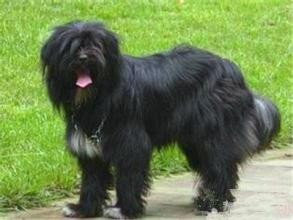 西藏的“幸运使者”西藏梗，生存能力怎么会这么强？