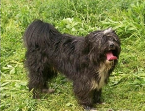 西藏的“幸运使者”西藏梗，生存能力怎么会这么强？