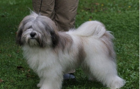 西藏的“幸运使者”西藏梗，生存能力怎么会这么强？