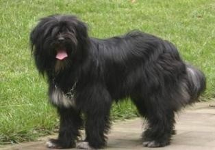 西藏的“幸运使者”西藏梗，生存能力怎么会这么强？