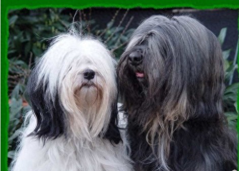 西藏的“幸运使者”西藏梗，生存能力怎么会这么强？