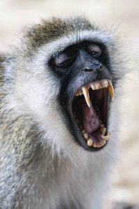 ​为什么猴子不能当家养宠物？拆家放火事小，危及小命事大