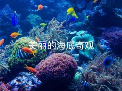 ​深度探秘:遮天蔽日的海底森林奇观，海藻一天然燃料的绿色宝藏！