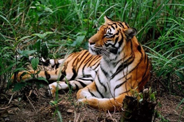 全球10大稀有动物，有些甚至不足百只，面临即将灭绝的危险