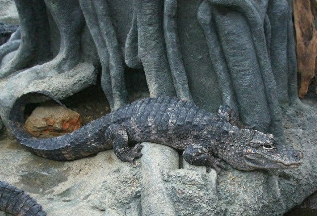 全球10大稀有动物，有些甚至不足百只，面临即将灭绝的危险