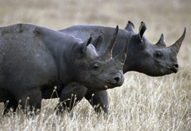 全球10大稀有动物，有些甚至不足百只，面临即将灭绝的危险