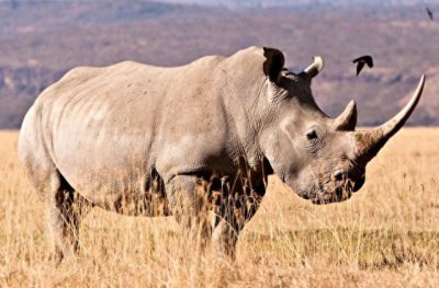 ​全球10大稀有动物，有些甚至不足百只，面临即将灭绝的危险