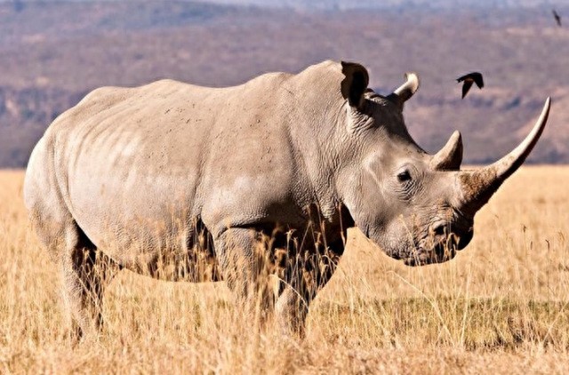 全球10大稀有动物，有些甚至不足百只，面临即将灭绝的危险