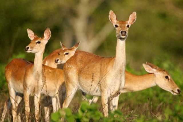 全球10大稀有动物，有些甚至不足百只，面临即将灭绝的危险