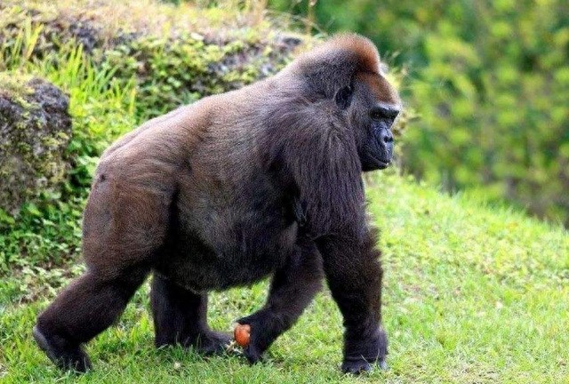 全球10大稀有动物，有些甚至不足百只，面临即将灭绝的危险