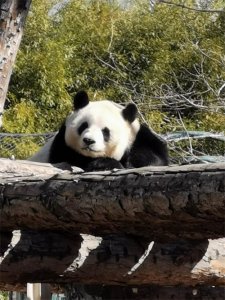 ​与动物迟到的约会 北京动物园游览全攻略