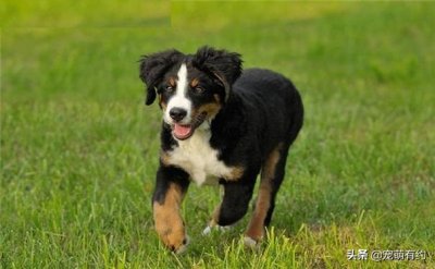 ​伯恩山犬，具有独特的风格、不凡的智慧，有着理解主人心意的能力