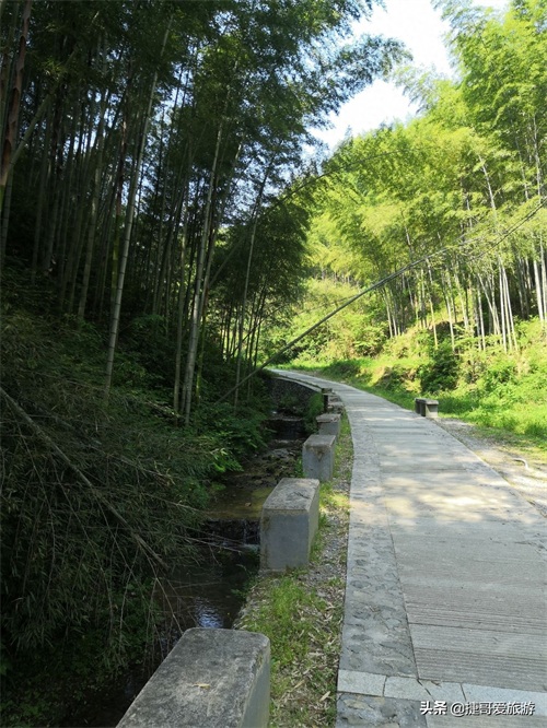 安徽省 黄山市 黟县 木坑竹海景区