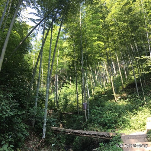 安徽省 黄山市 黟县 木坑竹海景区