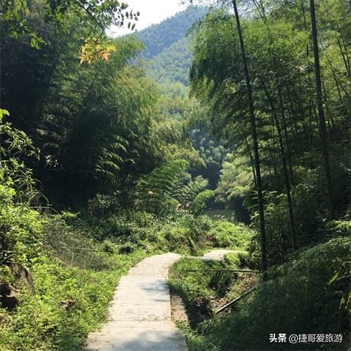 安徽省 黄山市 黟县 木坑竹海景区