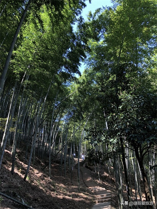 安徽省 黄山市 黟县 木坑竹海景区