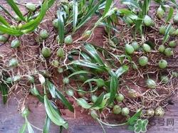 石橄榄孕妇能吃吗?孕妇吃石橄榄有什么好处