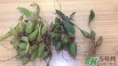 ​石橄榄孕妇能吃吗?孕妇吃石橄榄有什么好处