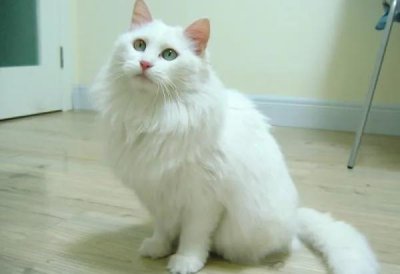 ​世人只知布偶猫，却不知我国临清狮猫有多美