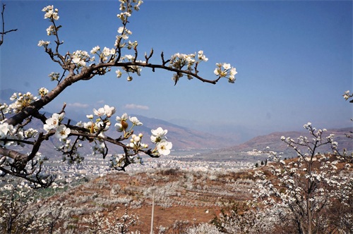 九襄古镇，曾是汉源县政府所在地，待到山花烂漫时漫山遍野雪花飞