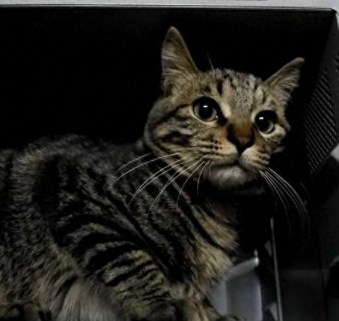 狠心主人居然把猫咪放进微波炉加热,没有人性