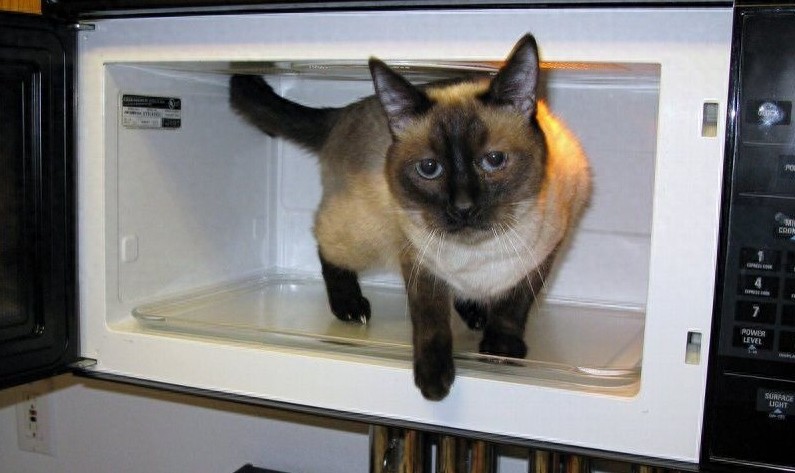 狠心主人居然把猫咪放进微波炉加热,没有人性