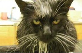 狠心主人居然把猫咪放进微波炉加热,没有人性