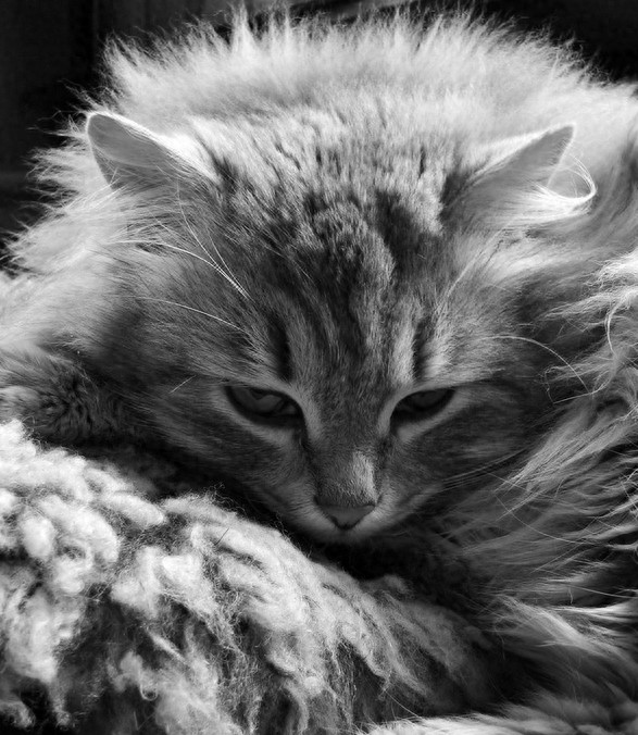 狠心主人居然把猫咪放进微波炉加热,没有人性