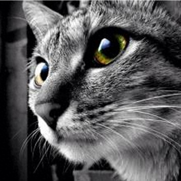 狠心主人居然把猫咪放进微波炉加热,没有人性