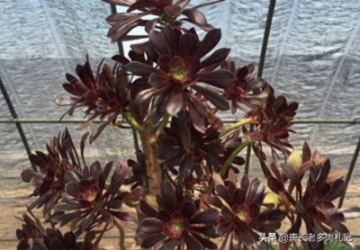 ​黑法师多肉冬季不懂咋浇水？照这样浇，不仅不会冻伤还能顺利越冬