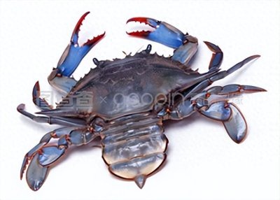 华人餐桌的美味 蓝蟹为何令意大利政府头疼